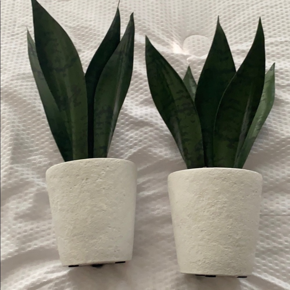 Decorative plants.
